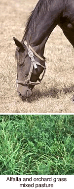 häst och alfalfa gräs betesmark