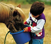 Boy feeding pony