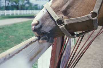 Horse damaging fence