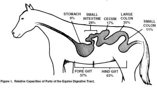 Horse's Digestive Capacities