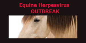 EHV-1 Outbreak
