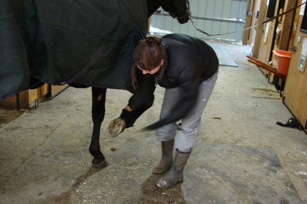 Picking out the horse's front hoof