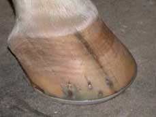 Horse's hoof with shoe