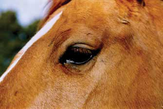 Horse Vision | Extension Horses
