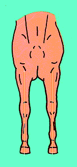 Horse's straight column of bone