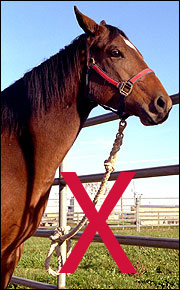 Do not tie horses to gates or fence boards.