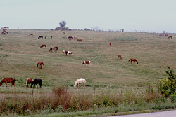 牧草地で放牧されている馬