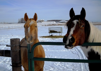 horses overlooking fence