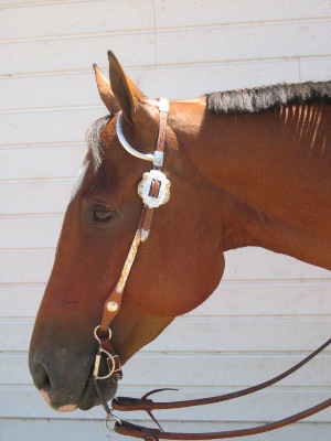 Western Bridle on a Horse
