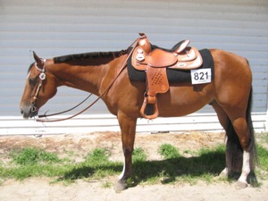 Horse with western saddle