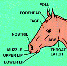 Parts of the Horse's Head