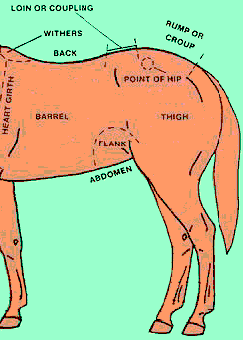 Parts of a Horse's Topline
