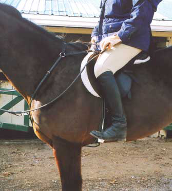 Rider's Leg Cues for the Horse