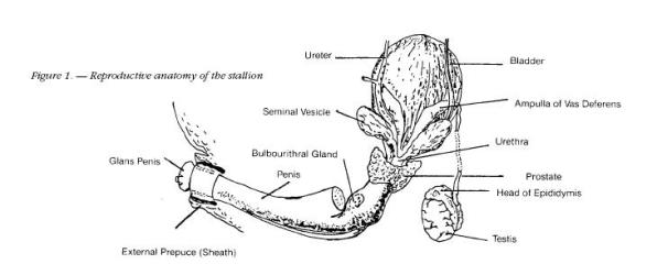 Reproductive anatomy of the stallion