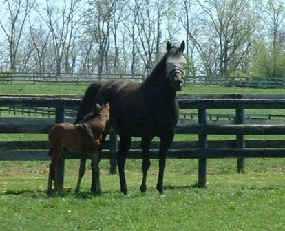 Mare and foal in pasture