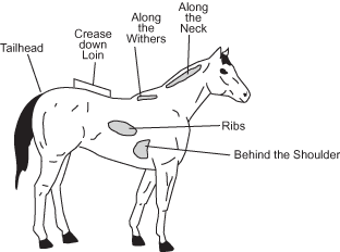 Diagram of the Fat Areas of a Horse