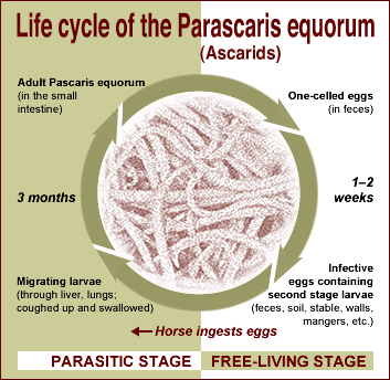 Ascarid life cycle
