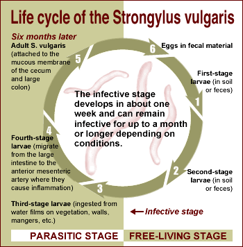 Alternate life cycle of strongyle