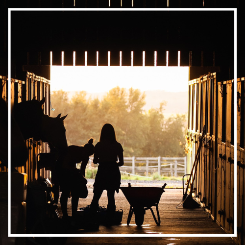 extension horse business