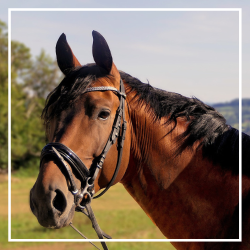 extension horse getting started