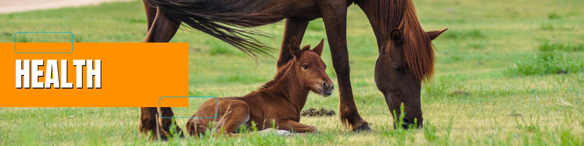 Extension Horse HEALTH PAGE HEADER