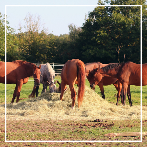 extension horse feeding
