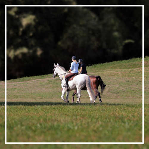extension horse in the saddle