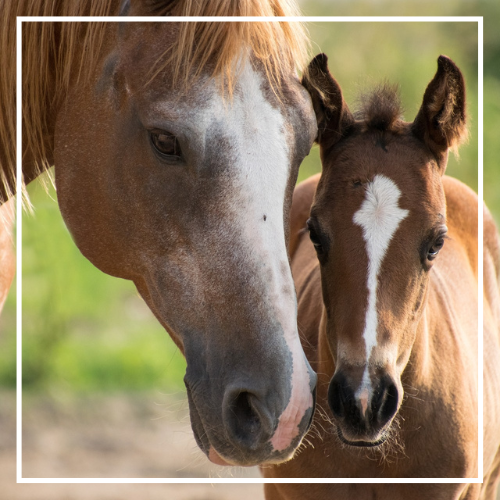 extension horse resource