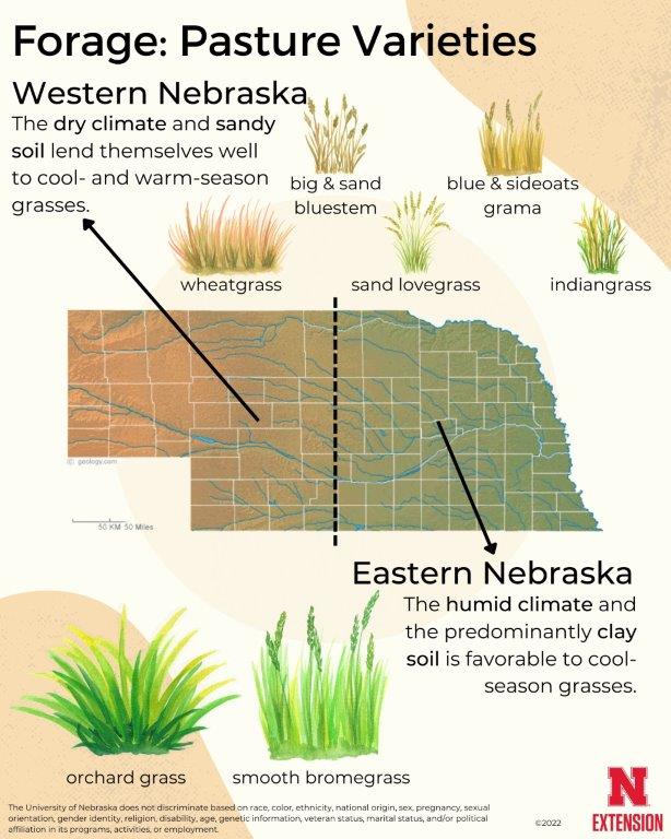 Forage Pasture Varieties