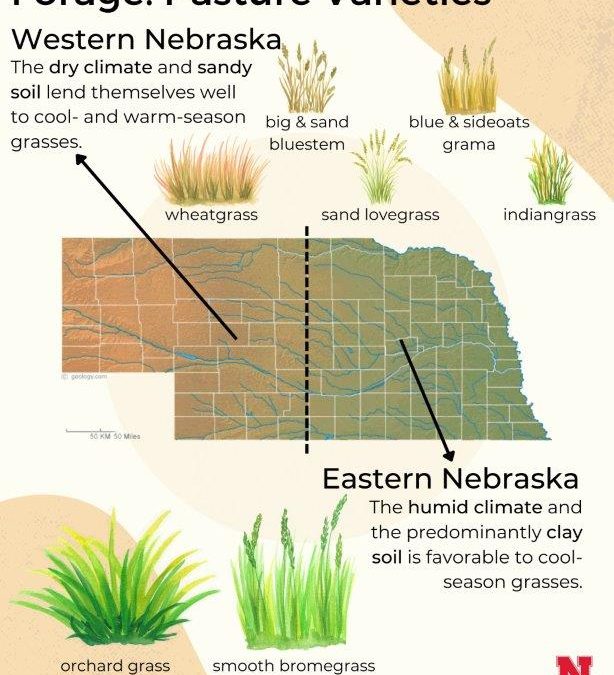 Forage Pasture Varieties