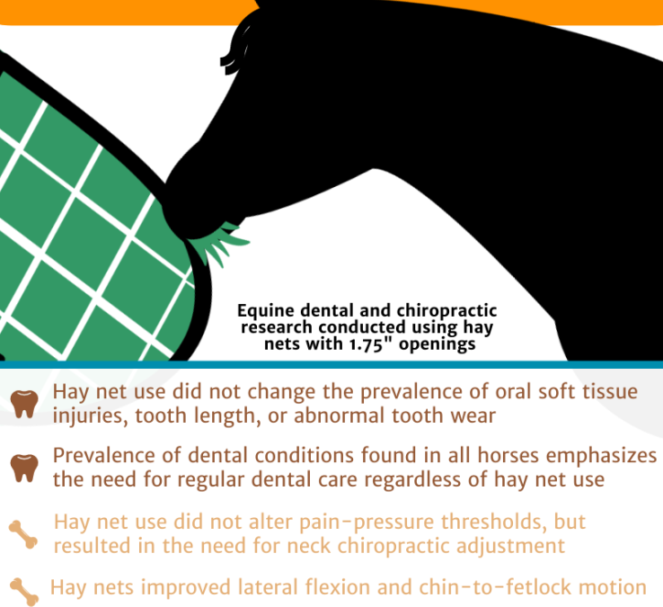 Do Hay Nets Impact Horse Health?