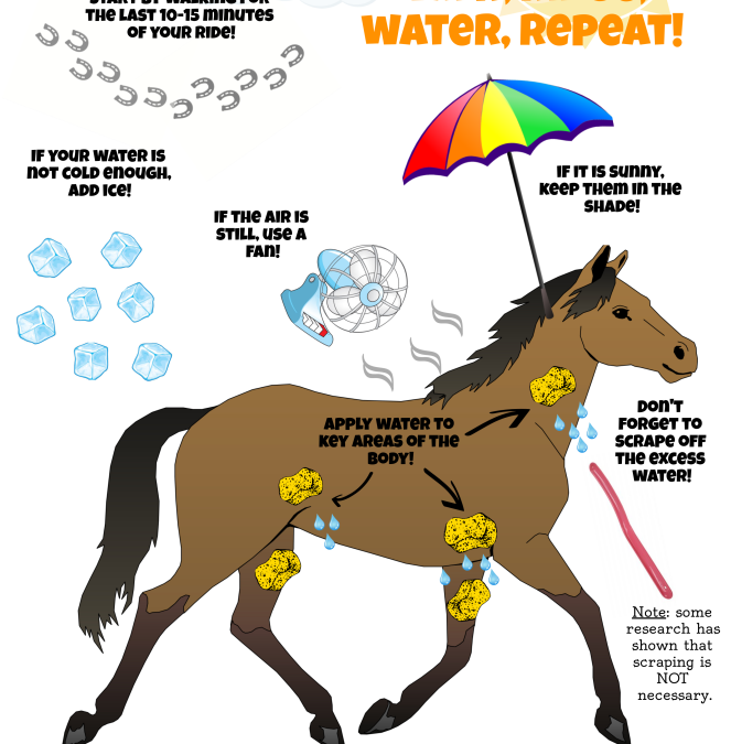 Tips for Cooling a Hot Horse Infographic