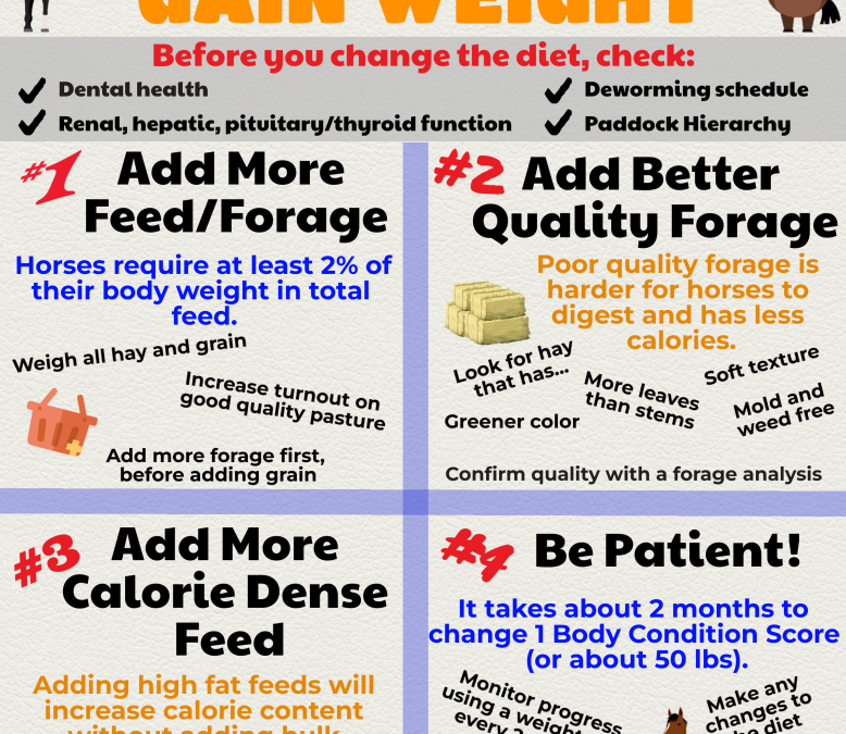 Top 4 Tips For Getting Your Horse to Gain Weight