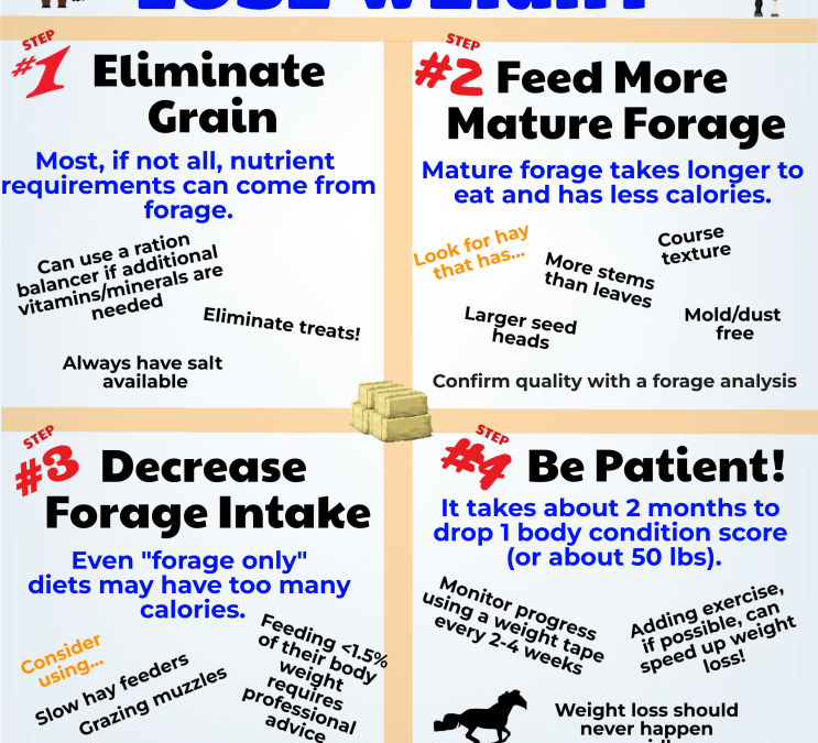 4 Steps for Getting Your Horse to Lose Weight