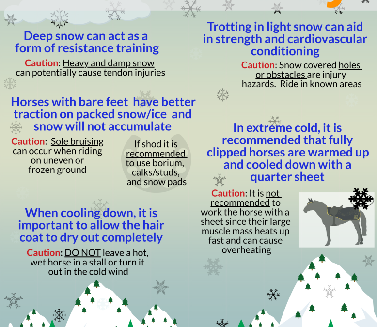 Ins and Outs of Winter Riding