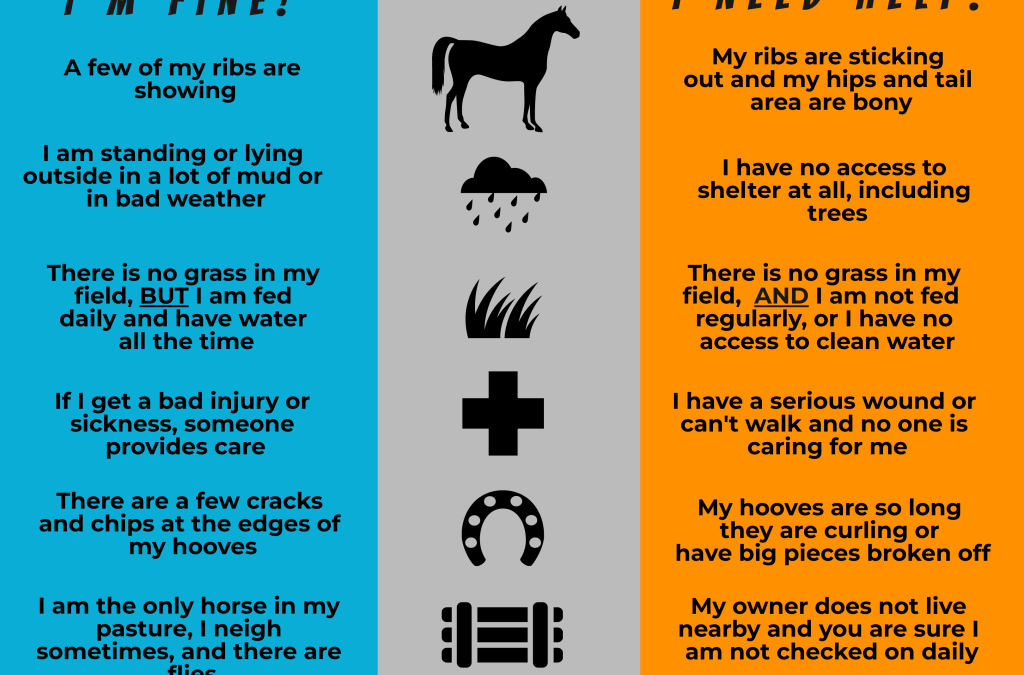 Does That Horse Need Help?