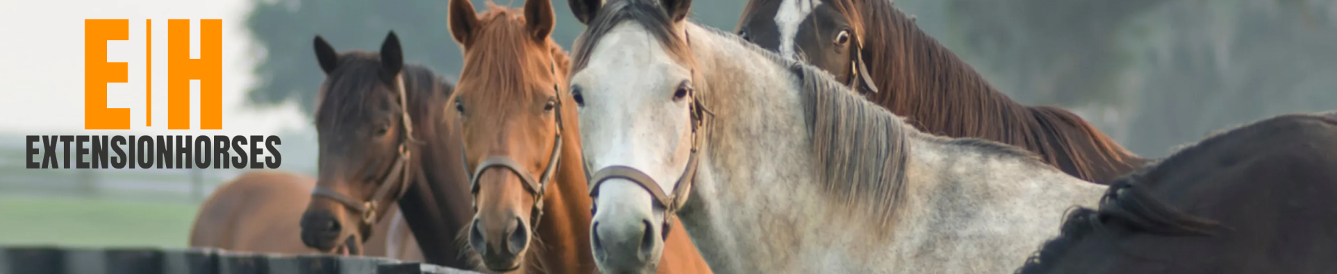 horse extension banner